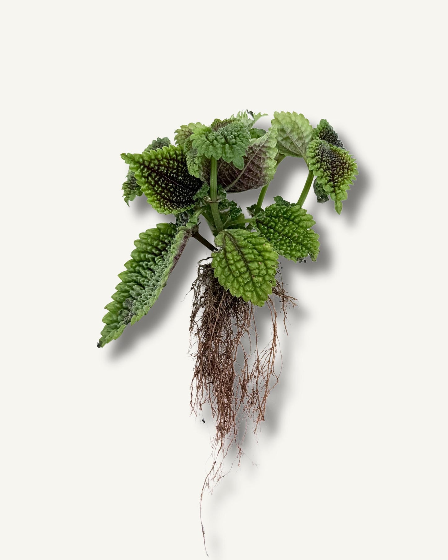 pilea moon ableger bewurzelt