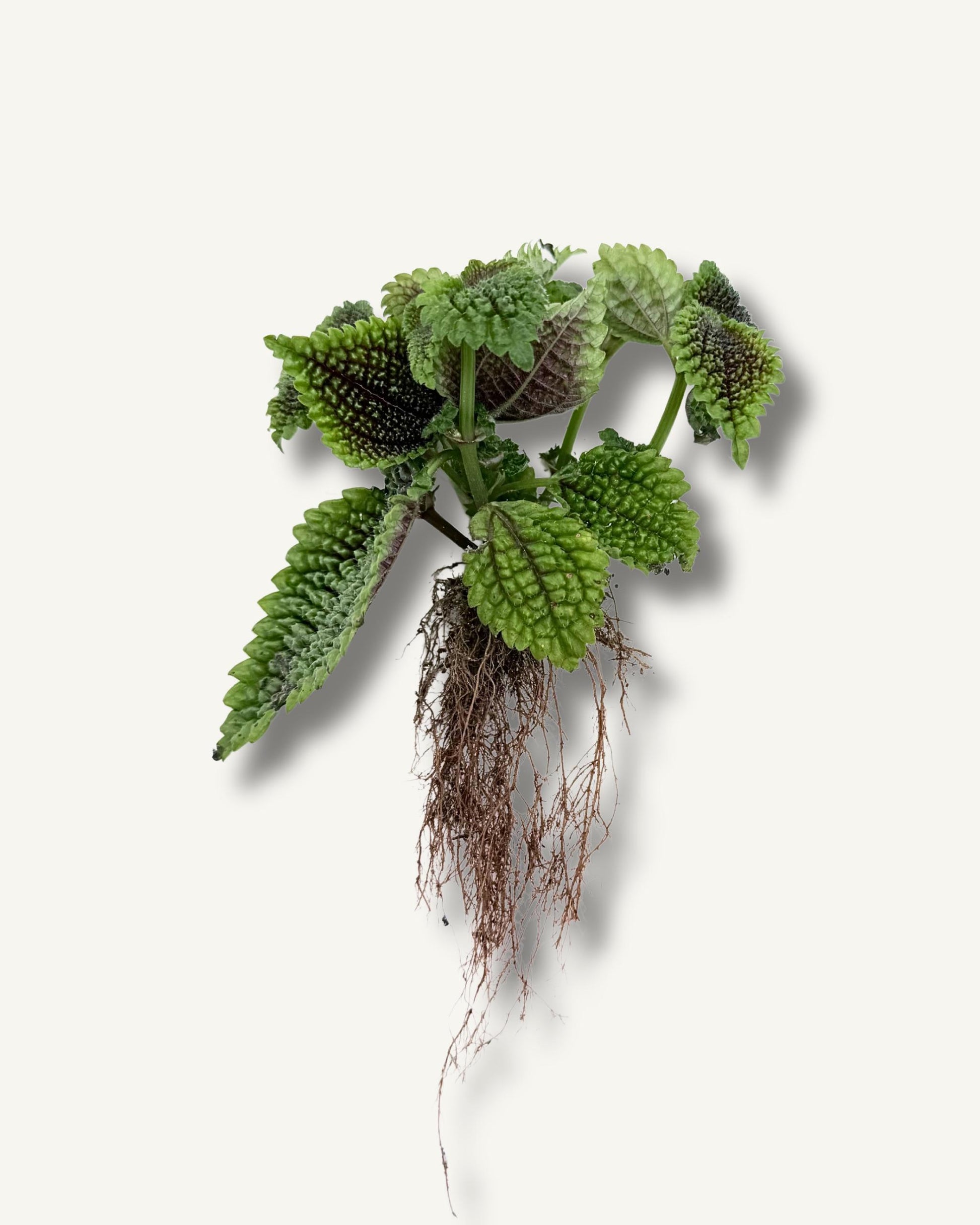 pilea moon ableger bewurzelt