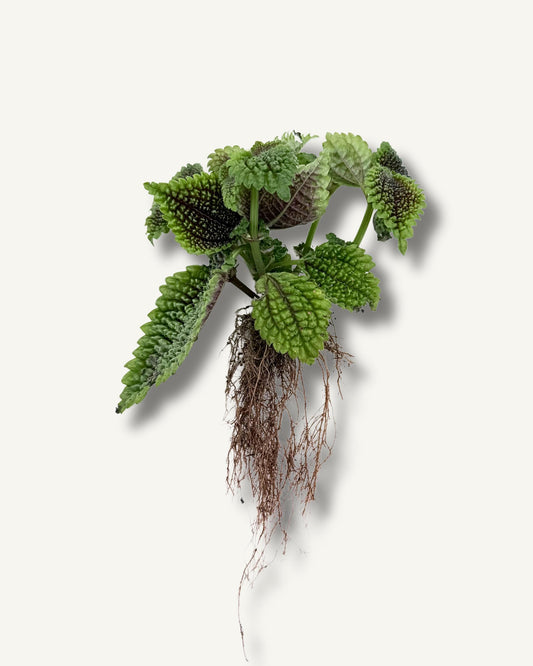 pilea moon ableger bewurzelt