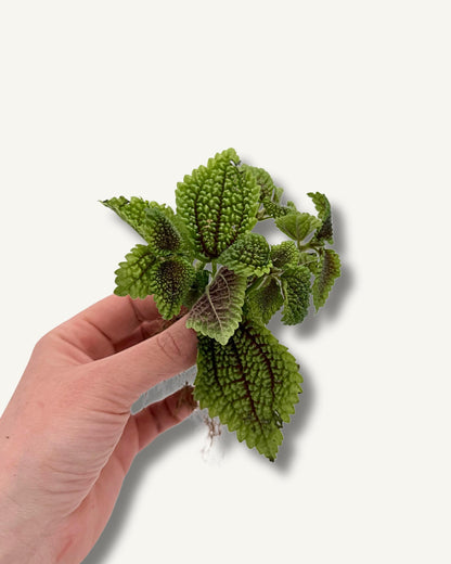 pilea moon ableger bewurzelt, perfekte größe