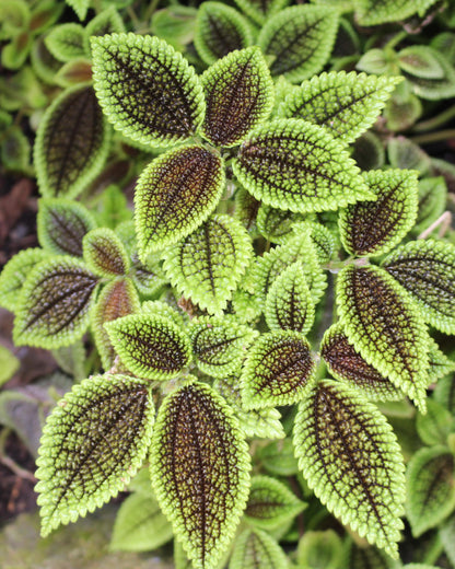 pilea moon ableger nahaufnahme blätter