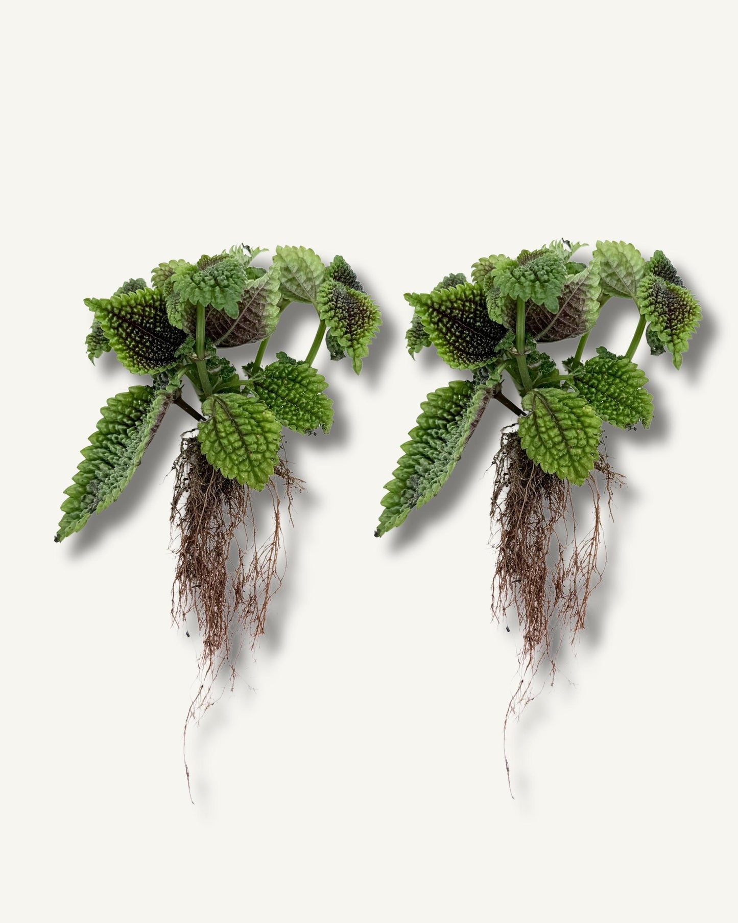 pilea moon ableger bewurzelt im 2er set