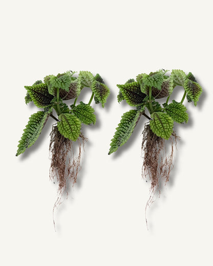 pilea moon ableger bewurzelt im 2er set