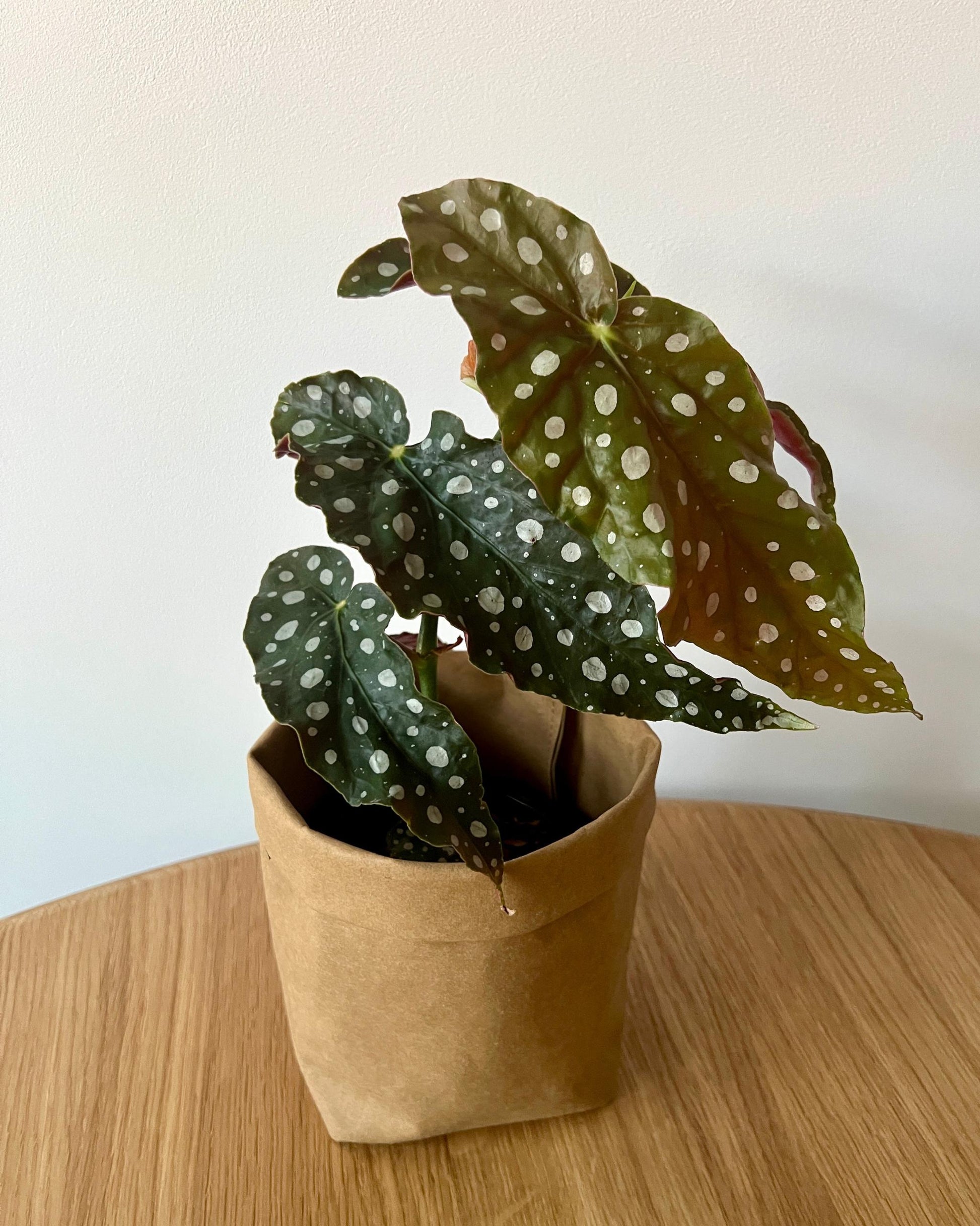  Begonia Ableger, stark bewurzelt