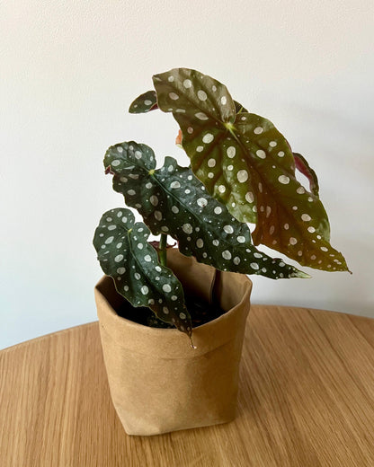  Begonia Ableger, stark bewurzelt