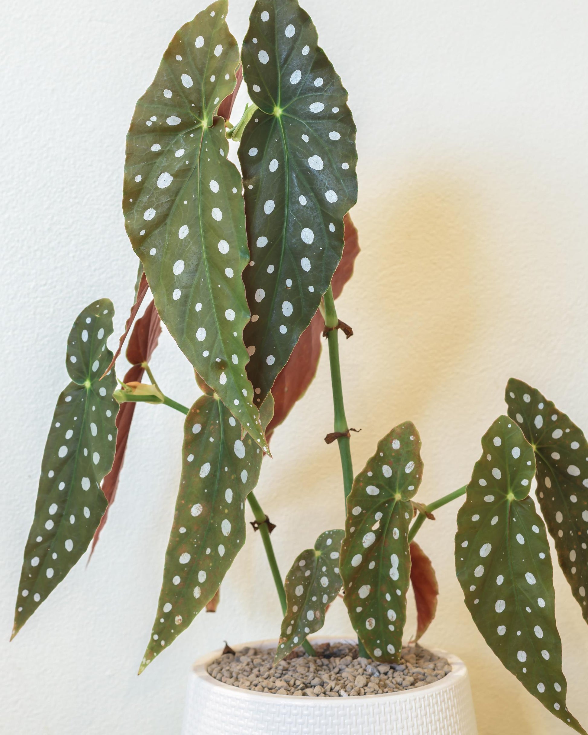 Unsere Begonia wie toll gross sie werden kann