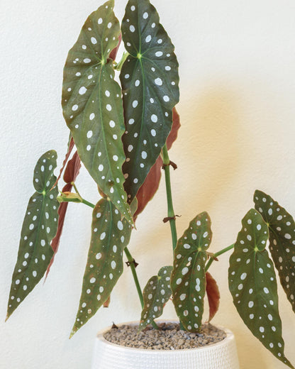 Unsere Begonia wie toll gross sie werden kann