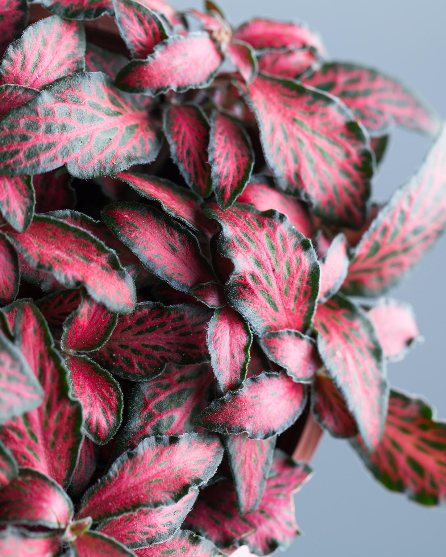 Fittonia in rot nahaufnahme blätter