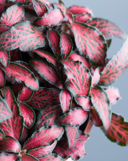 Fittonia in rot nahaufnahme blätter