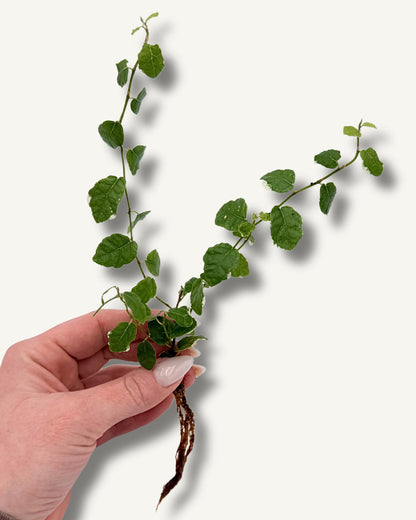 Ficus pumila (Kletterfeige) – bewurzelter Ableger