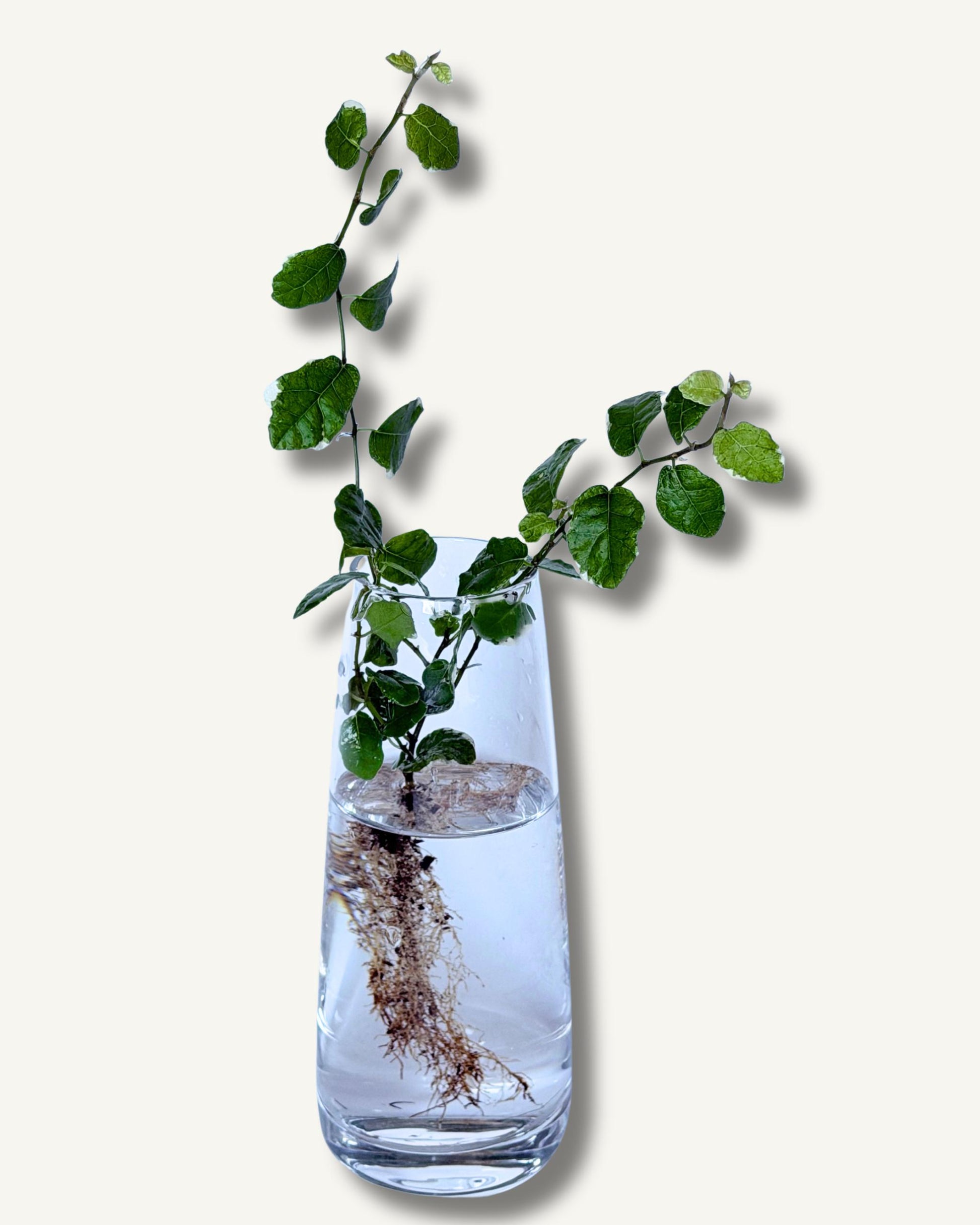 Ficus pumila Ableger – Wurzeln im Glas