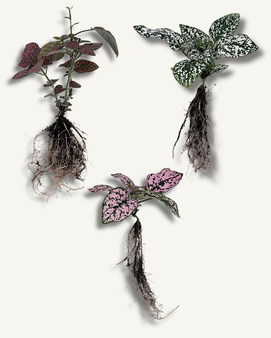 punktblumen 3er set rot,weiß und rosa