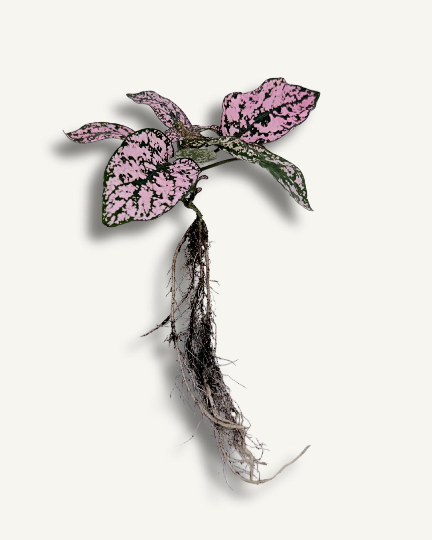 Punktblume hypoestes rosa ableger