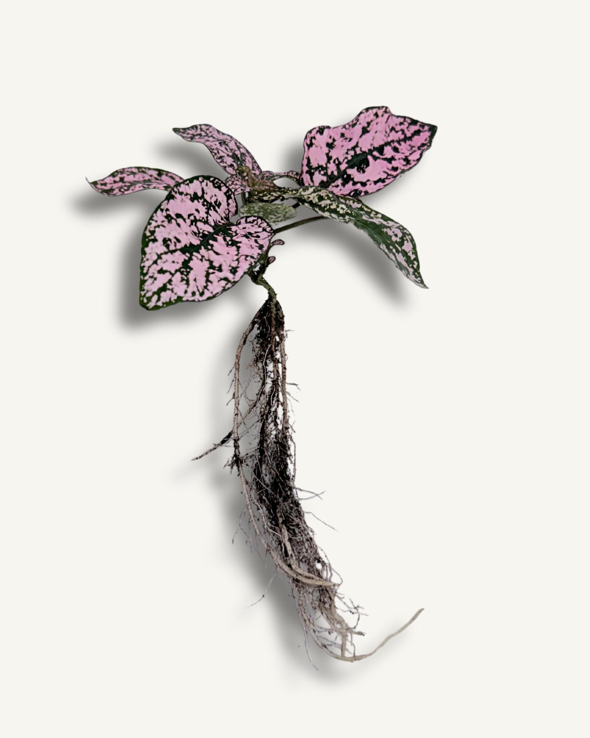 Punktblume hypoestes rosa ableger