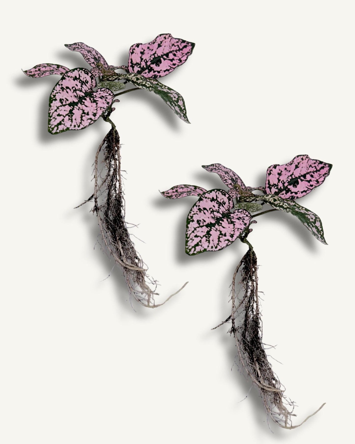 Punktblume hypoestes rosa ableger 2er set