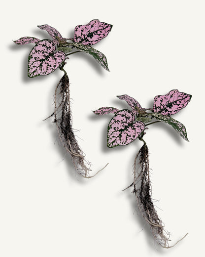 Punktblume hypoestes rosa ableger 2er set