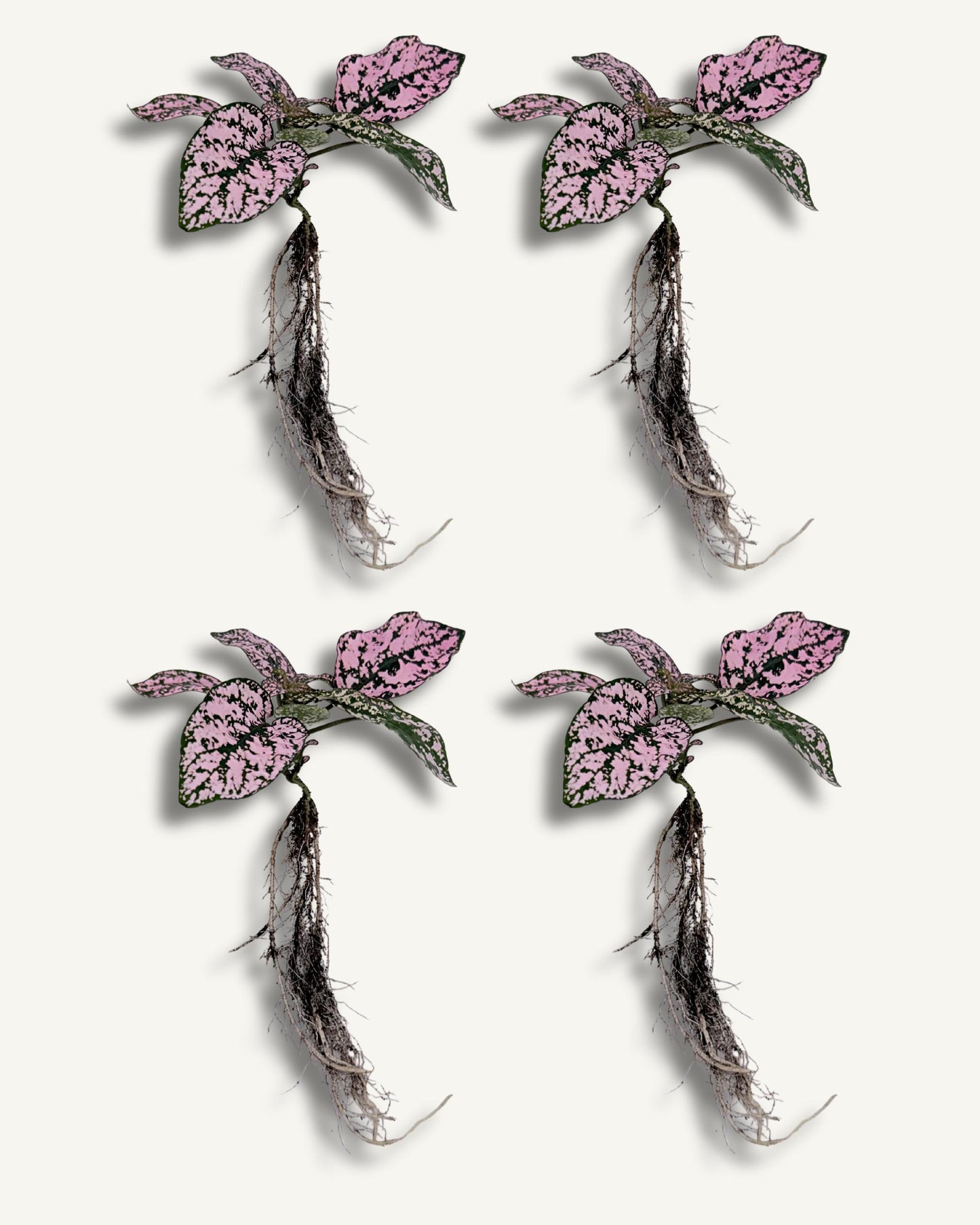 Punktblume hypoestes rosa ableger 4er set