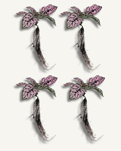 Punktblume hypoestes rosa ableger 4er set