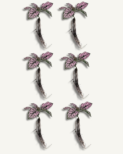 Punktblume hypoestes rosa ableger 6er set