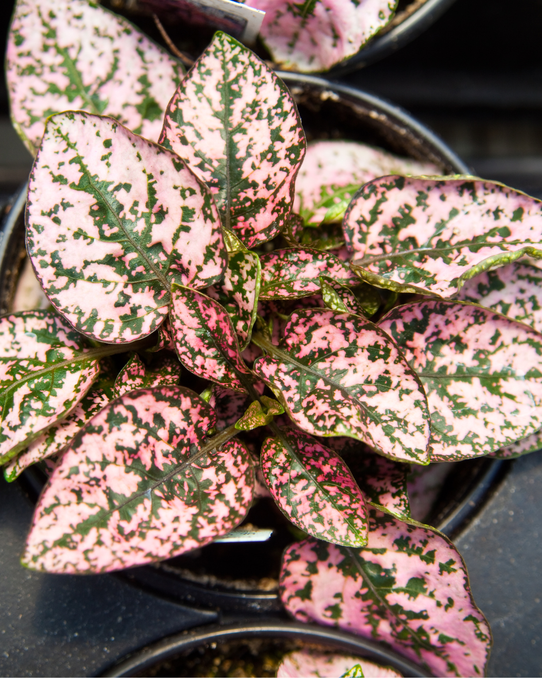 Punktblume hypoestes rosa blätter nahaufnahme