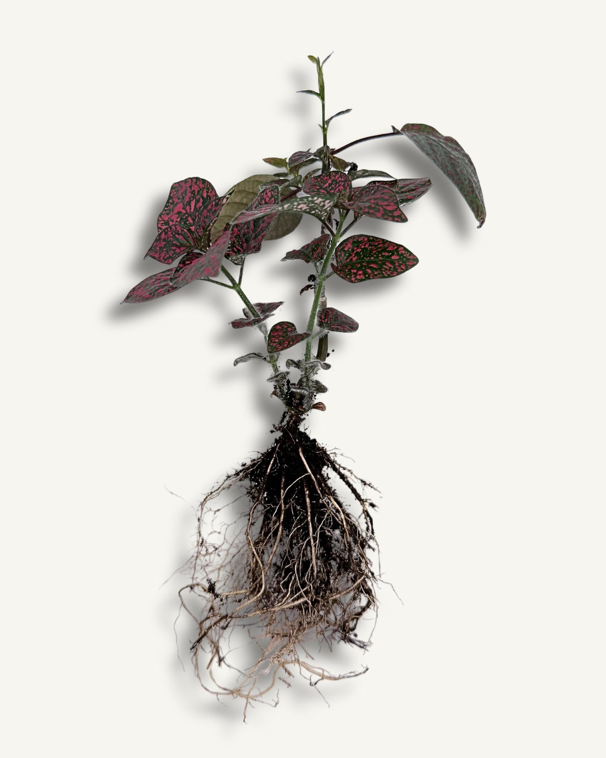 Hypoestes ableger/ steckling