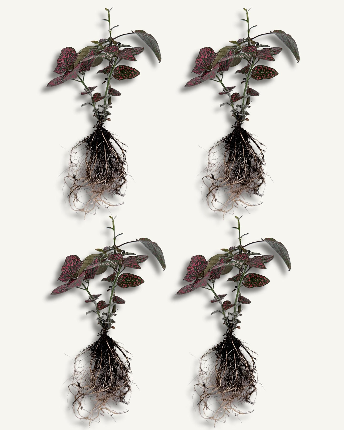 Hypoestes ableger/ steckling 4er set