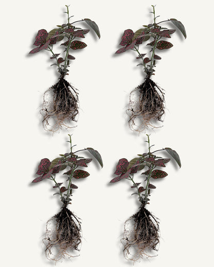 Hypoestes ableger/ steckling 4er set