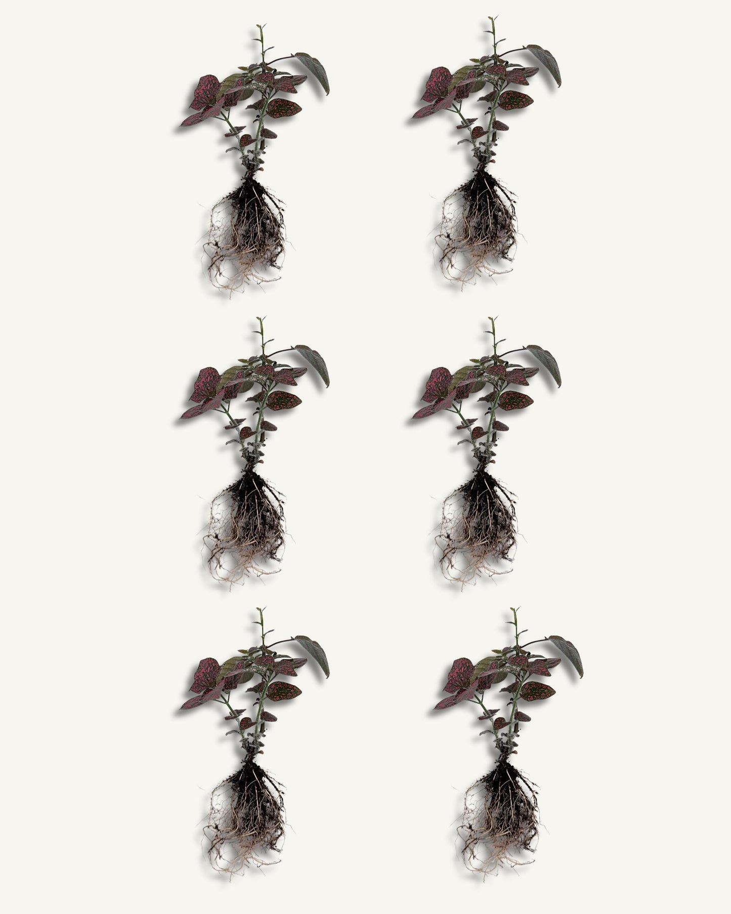 Hypoestes ableger/ steckling 6er set