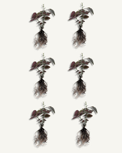 Hypoestes ableger/ steckling 6er set