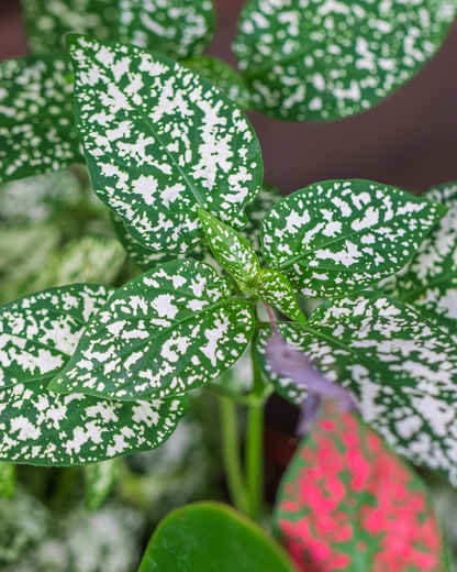 Punktblume hypoestes weiß blätter nahaufnahme