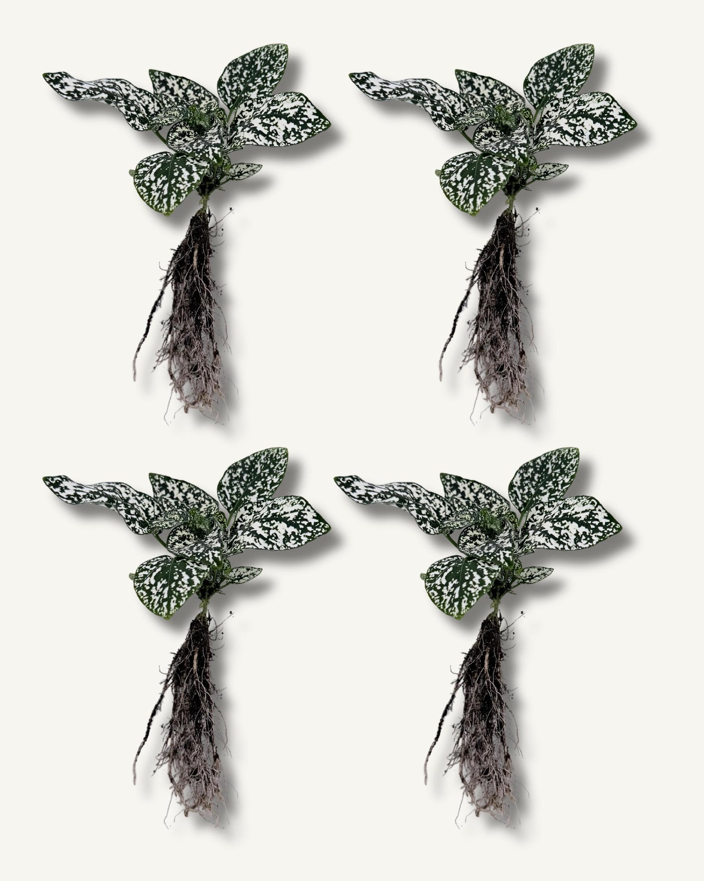Punktblume hypoestes weiß ableger 4er set