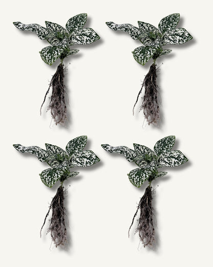 Punktblume hypoestes weiß ableger 4er set