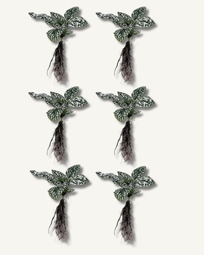 Punktblume hypoestes weiß ableger 6er set