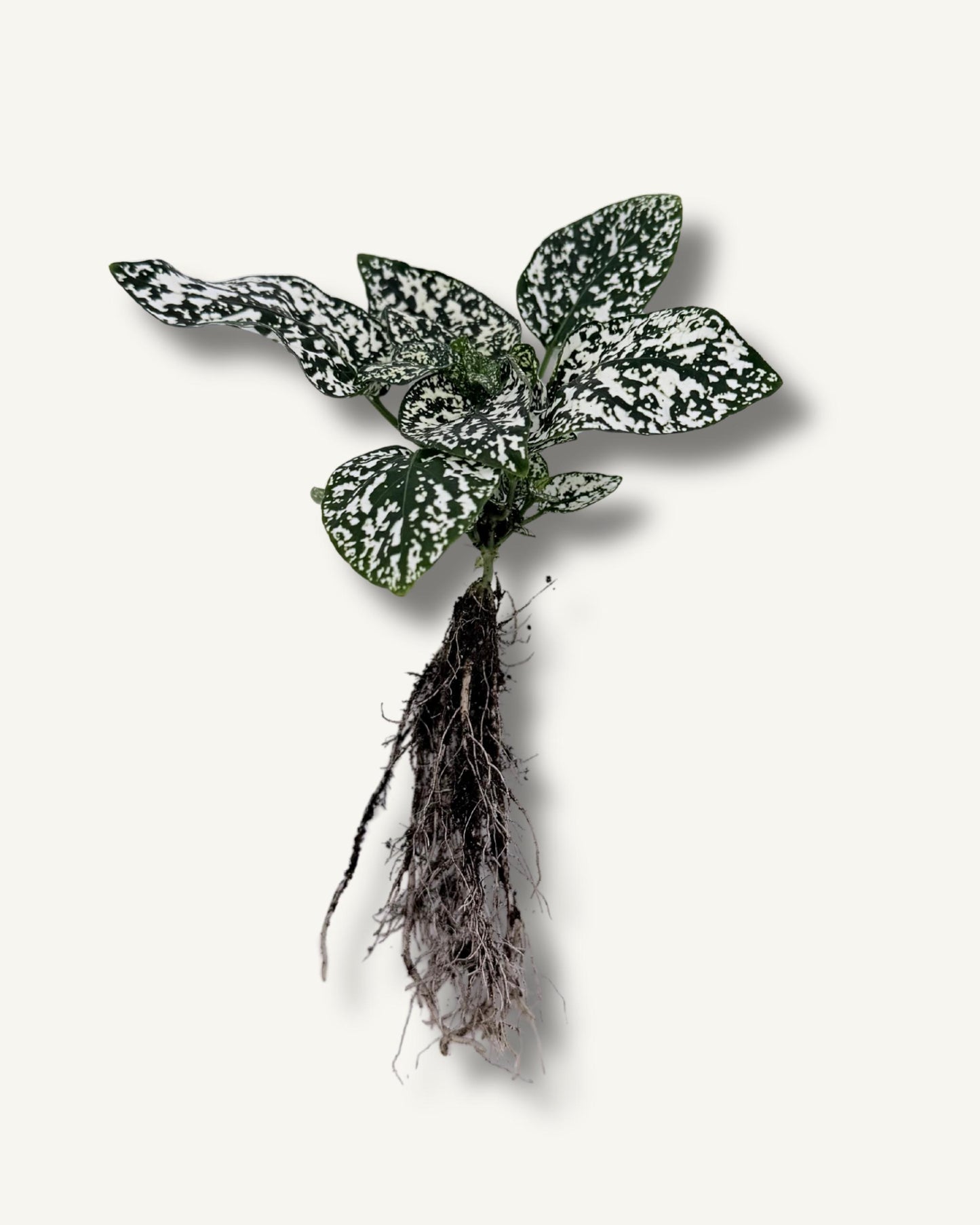Punktblume hypoestes ableger 