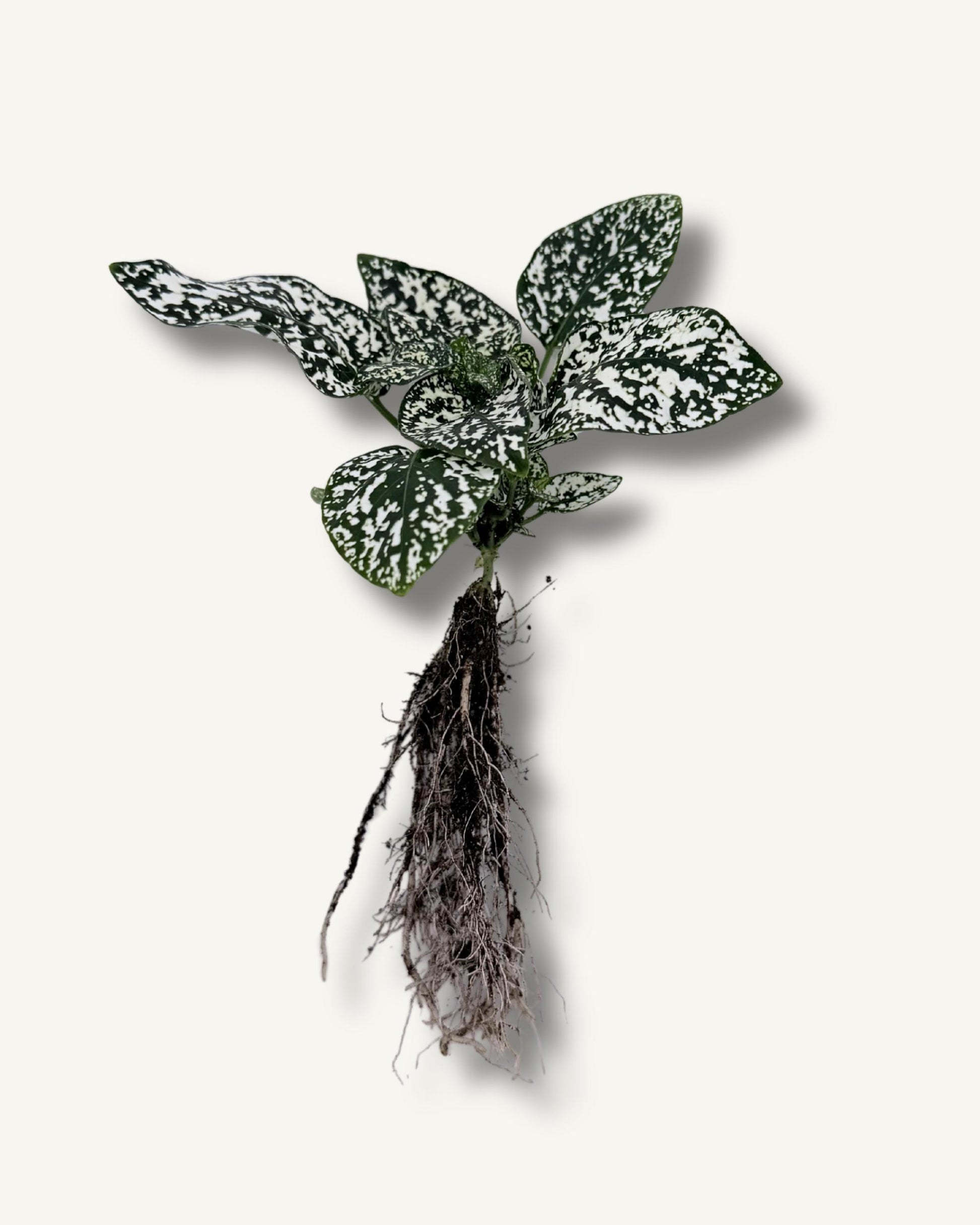 Punktblume hypoestes ableger 