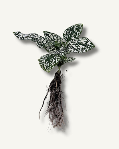 Punktblume hypoestes ableger 