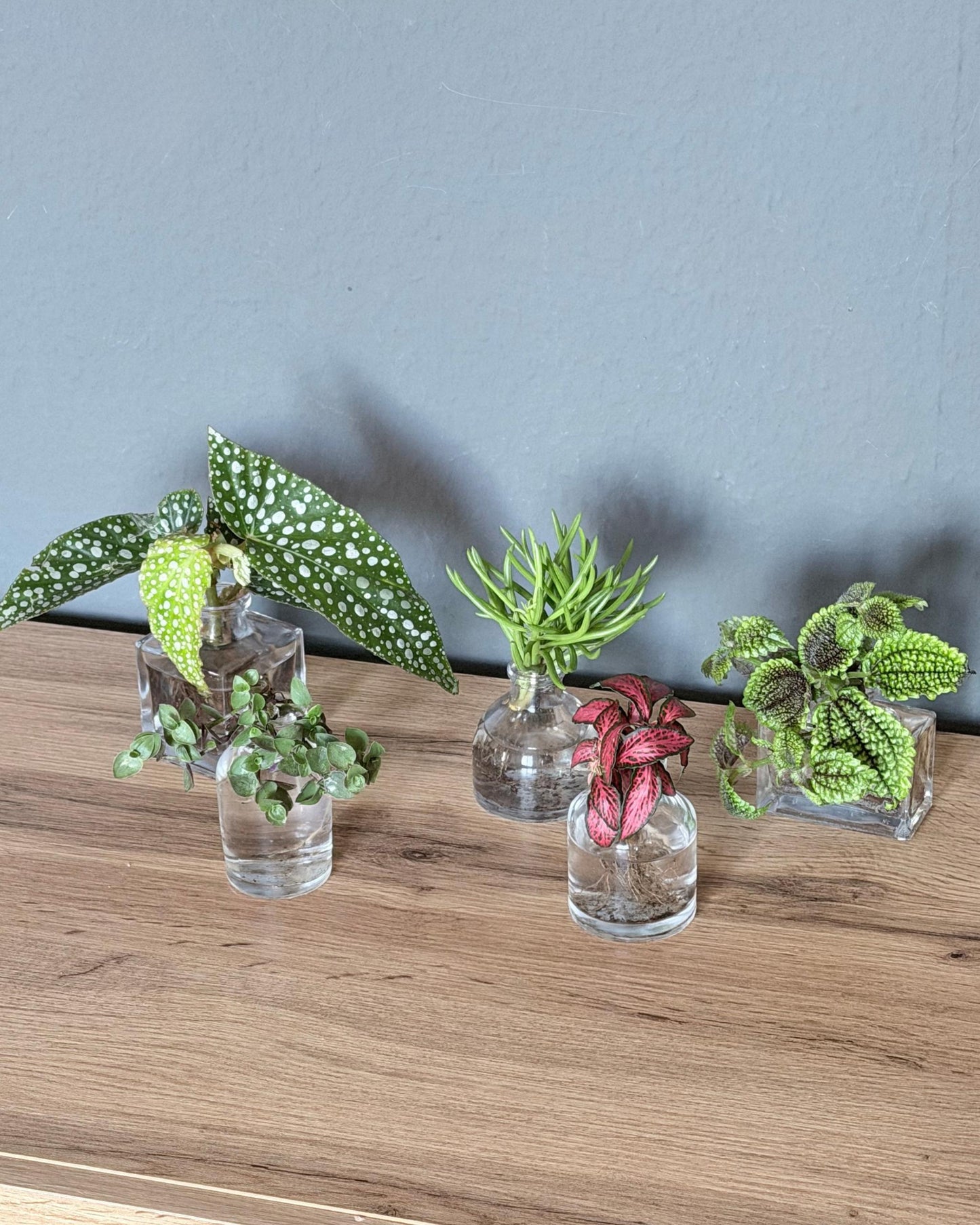 5 tolle pflanzenableger, stark bewurzelt