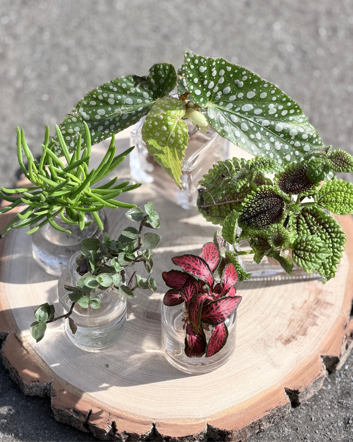 für den perfekten urban jungle 5 raritäten