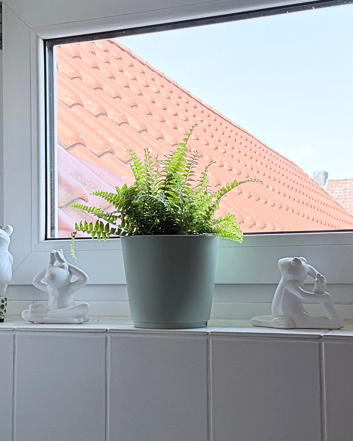 schwertfarn Badezimmer geeignet