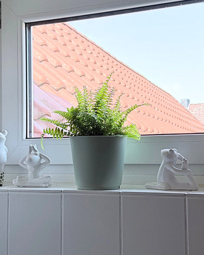 schwertfarn Badezimmer geeignet