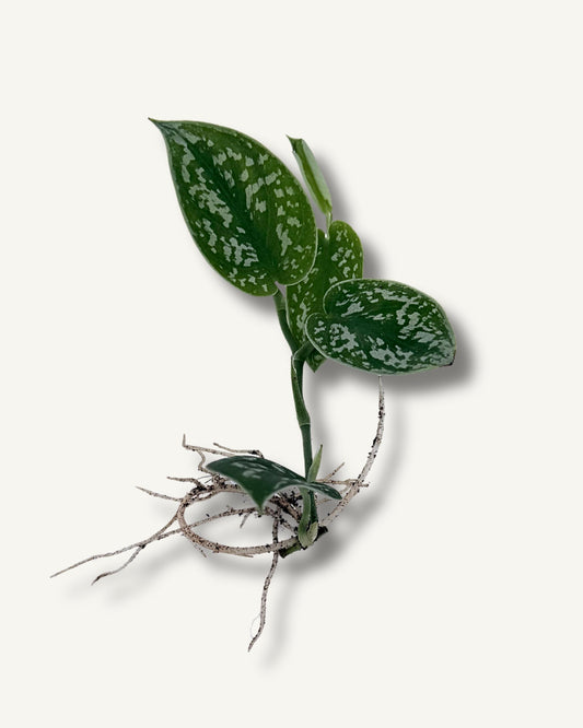 Scindapsus pictus ableger bewurzelt