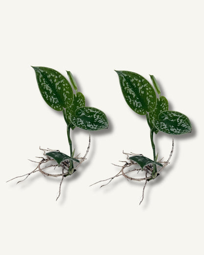 Scindapsus pictus ableger bewurzelt im 2er set