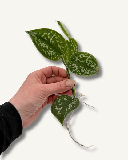 Scindapsus pictus ableger bewurzelt mit der perfekten größe
