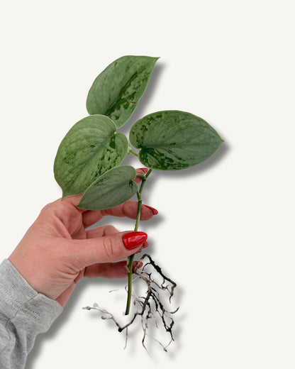 Scindapsus pictus Silvery Ann | bewurzelter Ableger