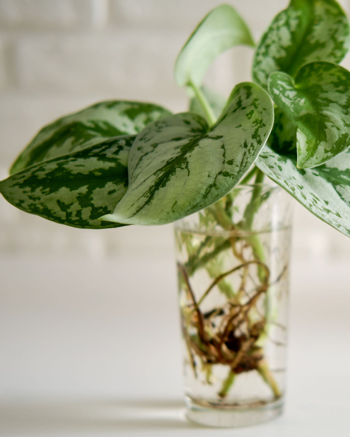 Scindapsus pictus Silvery Ann | bewurzelter Ableger
