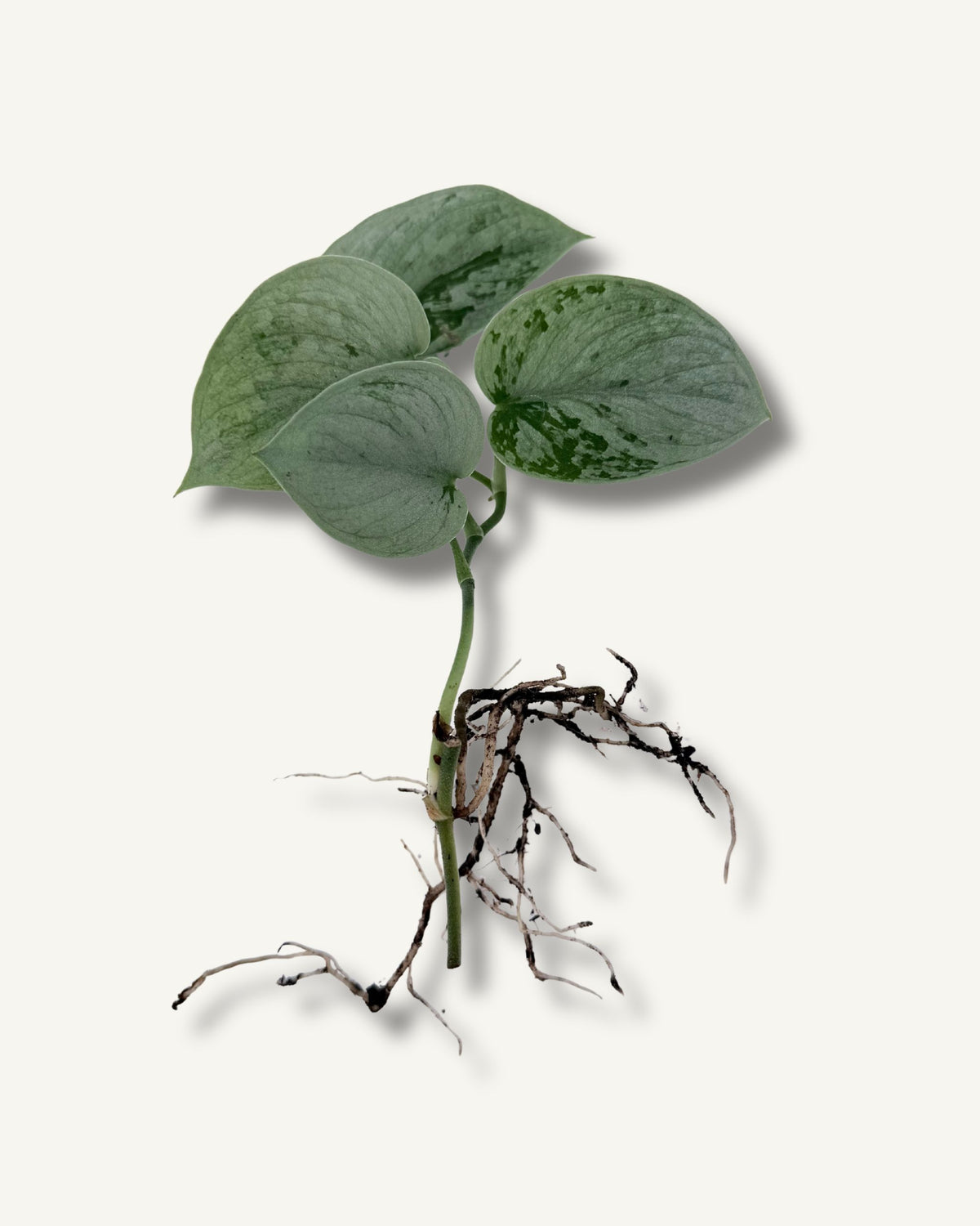 Scindapsus pictus Silvery Ann | bewurzelter Ableger