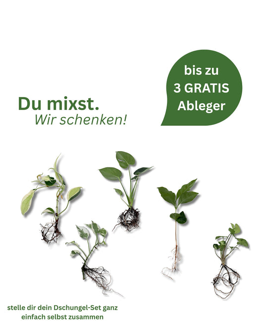 Dein Wunsch-Paket: Pflanzen selber wählen + Gratis-Überraschungen