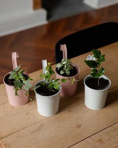 Unser mini jungle in der Wohnung