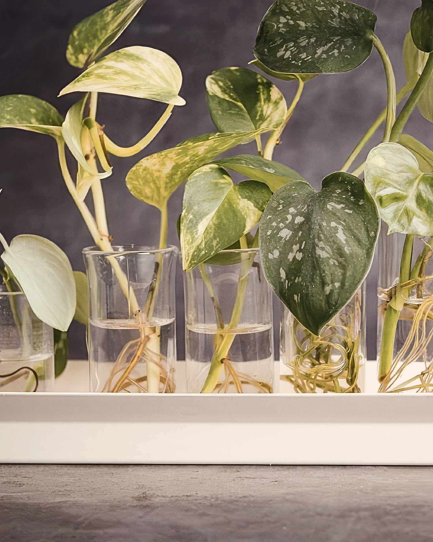 Pflanzenableger in Glas gefäßen