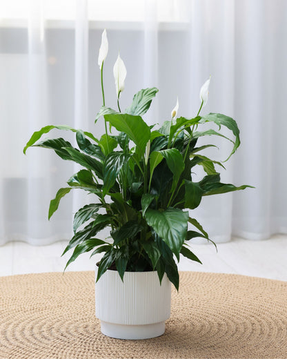 Spathiphyllum Elegantes Einblatt| bewurzelter Ableger